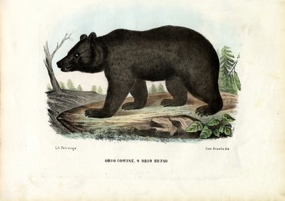 Braunbär, 1863-79 von Raimundo Petraroja